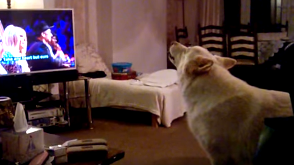 Adorable German Shepherd Auditions For The Voice And It's Hilarious!