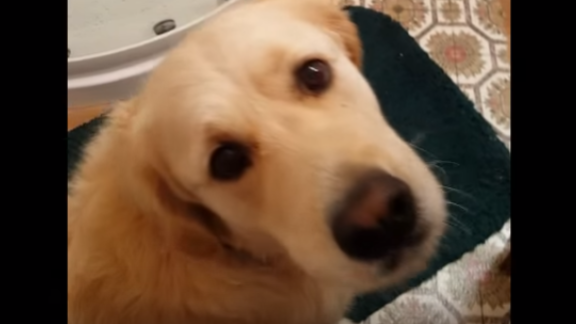 Fluffy Golden Retriever Catches A Mouse, Then The Smart Mouse Does THIS!