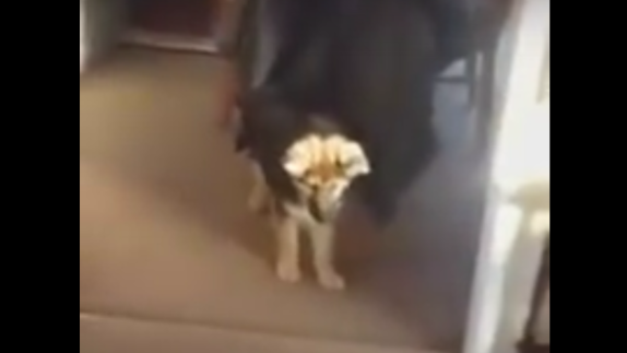 This German Shepherd Puppy Has A LOT To Say About The Vacuum Cleaner!