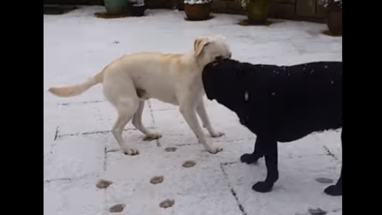 Super Hyper Labrador Pup Tries To Show Off, But His Sibling Isn't Impressed!