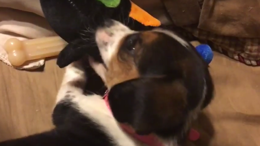 Adorable Beagle Pup Spends The Afternoon With A Toucan!
