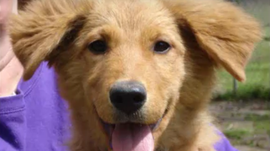 Adorable Golden Retriever Mix Pup Looking For Her Forever Loving Home