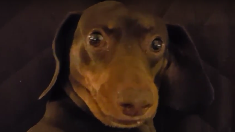 Adorable Dachshund Doesn't Like Elder Brother's Feet!