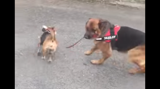 A German Shepherd Is Taking This Beagle For A Walk!