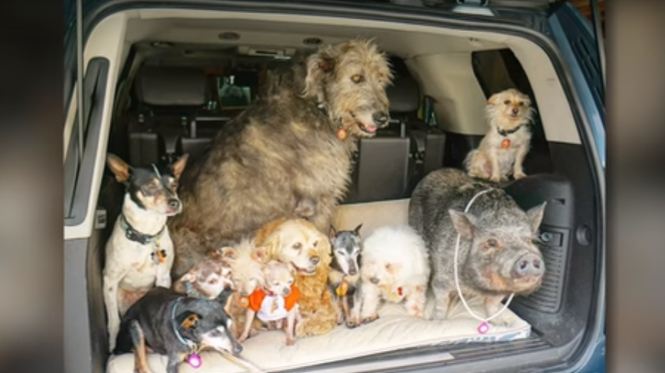 Amazing Man Dedicates His Life To Adopting Senior Dogs Who Can't Find Forever Loving Homes!