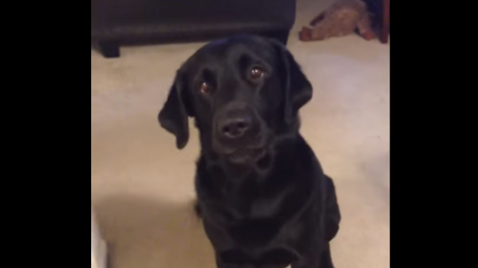 Adorable Labrador Has Something To Show You And It's Funny!