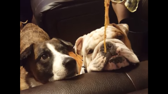 Adorable English Bulldog Pup Stalks Mom While She Eats!