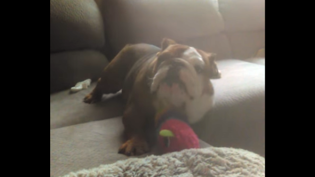 Adorable English Bulldog Acts Like A Tough Guy On The Couch!