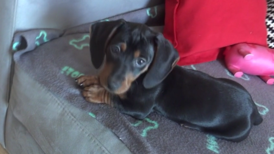 What Is It Like Being A Dachshund Puppy?