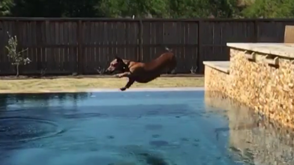 Adorable Dachshund Pup's Epic Dive In The Pool Will Drop Your Jaw!