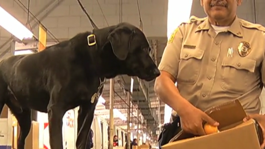 Adorable Labrador Pup Is Retiring, But Before He Does, One Last Sniff, Please?