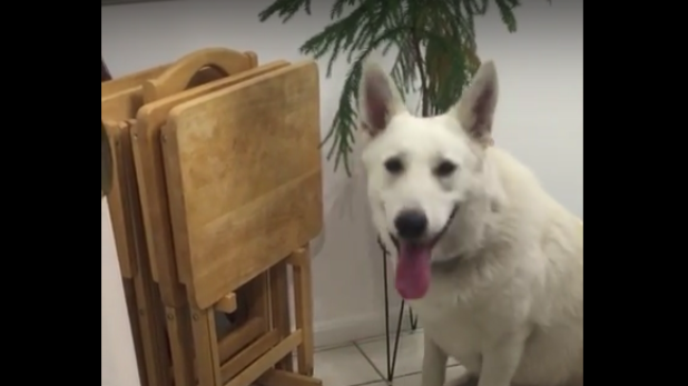 Adorable German Shepherd Won't Eat Until After The Prayer!