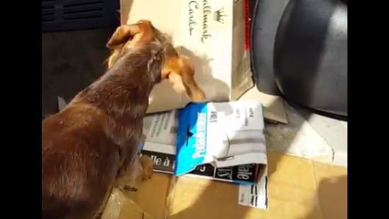 Adorable Dachshund Pup Tears Up Boxes To Find Her Missing Ball!
