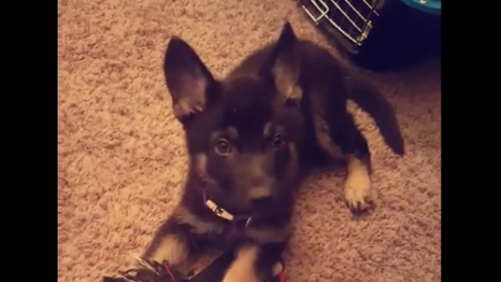 Adorable German Shepherd Hears A Whistle And Does The Most Adorable Thing!