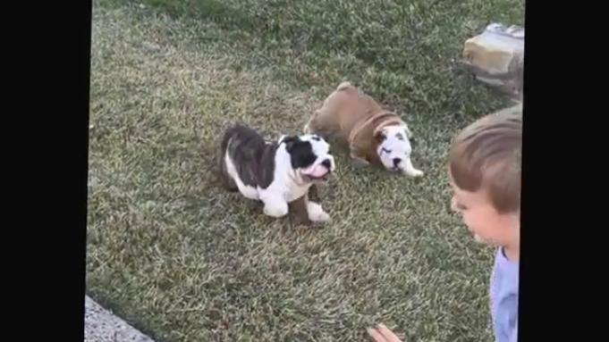 2 Kids + 2 Bulldog Puppies = Adorable