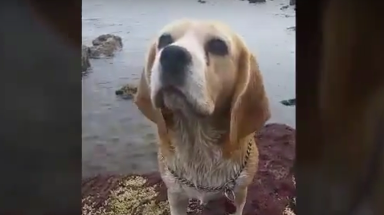 Adorable Beagle Pup Goes To The Beach And Has The Most Perfect Day!