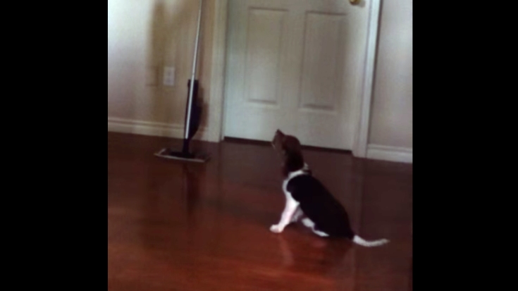 Adorable Beagle Pup Doesn't Like The Swiffer AT ALL!