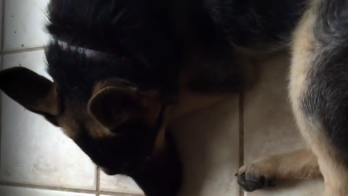 She Left Her German Shepherd For 5 Minutes. But When She Returned? OMG!