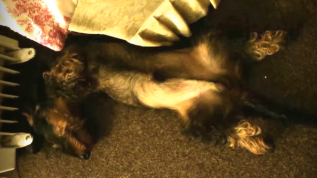 Adorable Dachshund Pup Sleeps Like A Baby... And Dreams Like One Too!