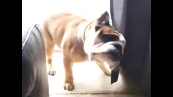 Silly English Bulldog Caught Shaking In A Slow-Motion Video!