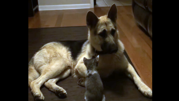 Adorable German Shepherd Gets Cornered By His Sibling, A Tiny Kitty!