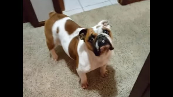 Adorable English Bulldog Gets Super Excited When Mommy Says THIS!