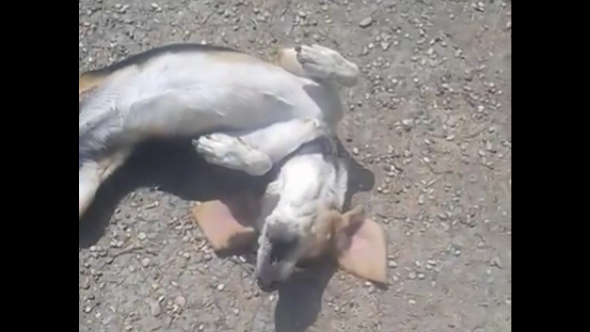 Adorable Beagle Does THIS Every Time It's Picture Time!