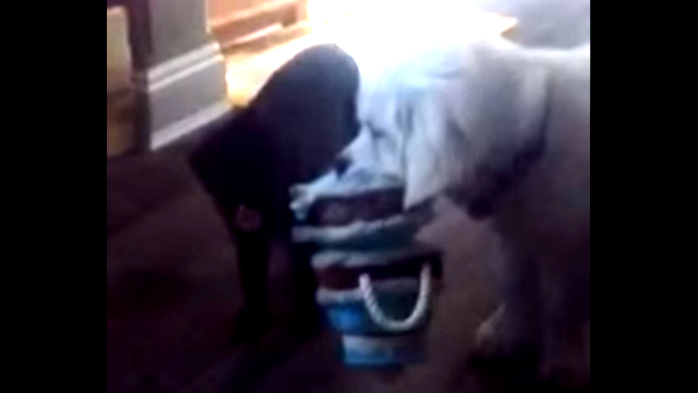 Super Sneaky Golden Retriever Wants The Birthday Cake All To Herself!