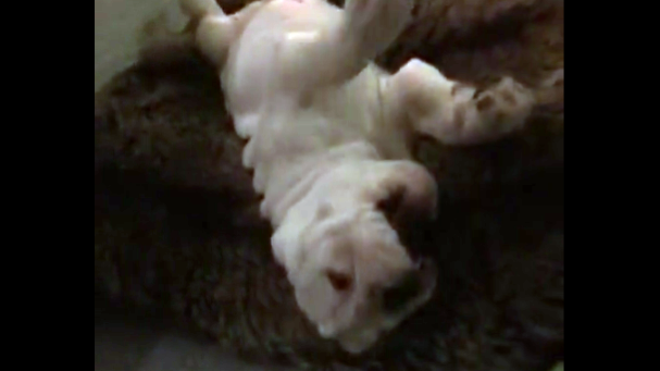 This English Bulldog Puppy Is Relaxing By The Fire, And It’s Cuuuute!