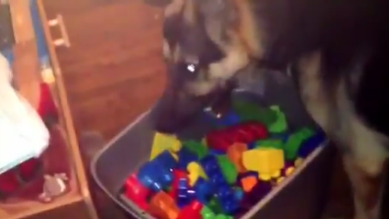 Adorable German Shepherd Pup Helps Mom Clean The Room!