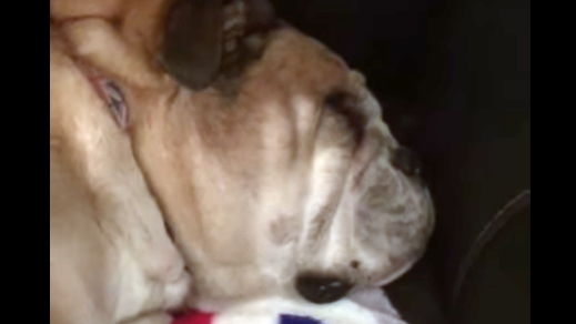 Adorable English Bulldog Is Fast Asleep, But Keep Your Eyes On Her FACE!