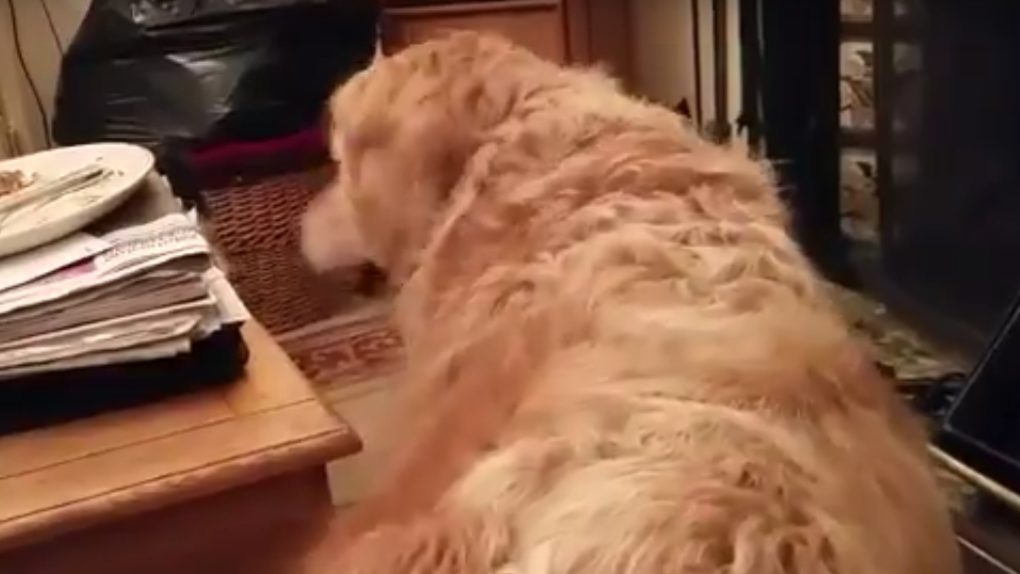 Adorable Golden Retriever Wants Nothing To Do With His Cat Sibling!