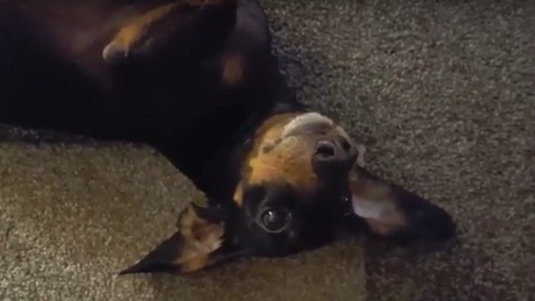 This Adorable Dachshund Pup Knows How To Keep Herself Busy!