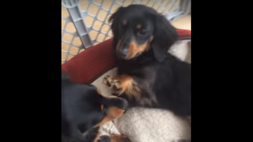 Adorable Dachshund Calms Her Out Of Control Sibling And It's Epic!