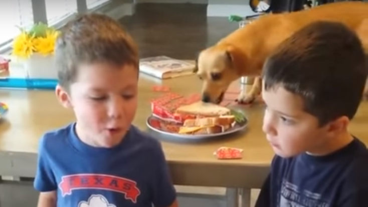 Dachshund And Friend Work Together To Steal Food From Little Boys!