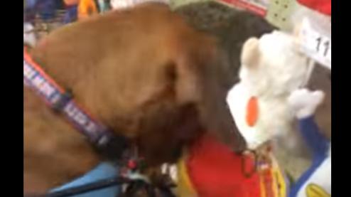 Adorable Dachshund Pup Picks Out His Own Toys At The Mall!