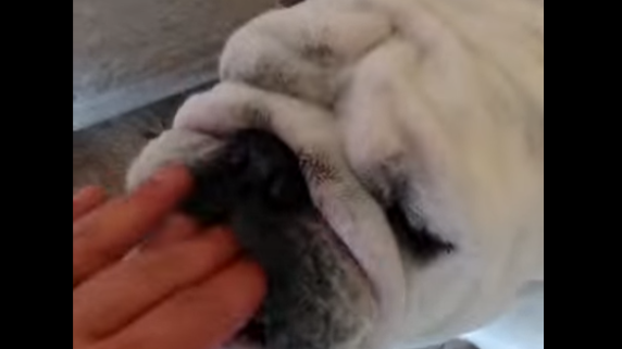 This Adorable English Bulldog Has The Best Mom Ever!