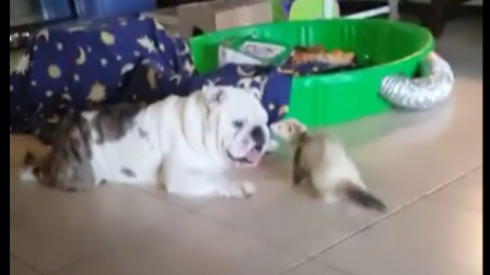 This Silly English Bulldog Meets A FERRET And It's Adorable!