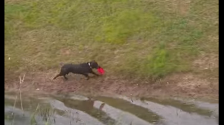 Adorable Labrador Pup Indirectly Tells Mom He Doesn't Like The Frisbee!