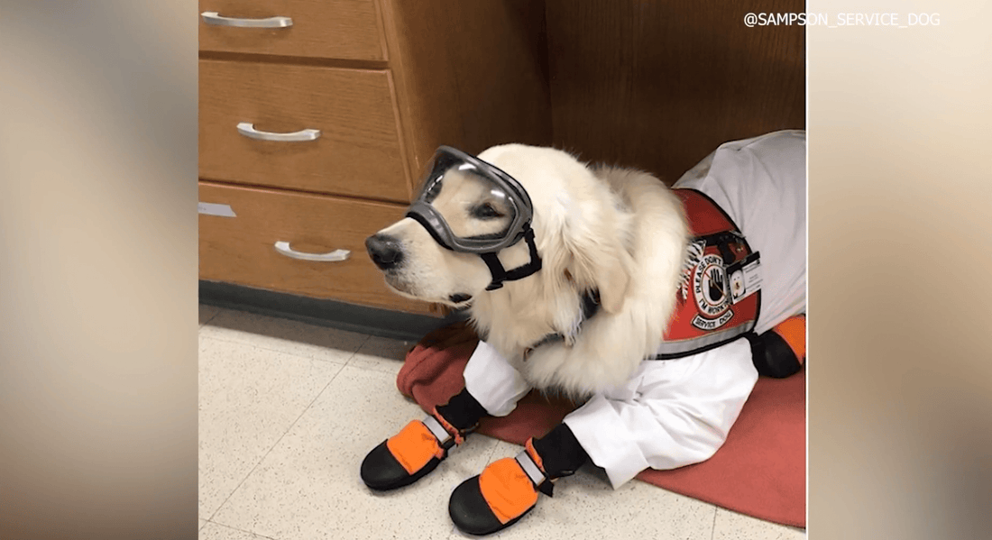 Adorable Golden Retriever Suits Up To Help In A Human Lab