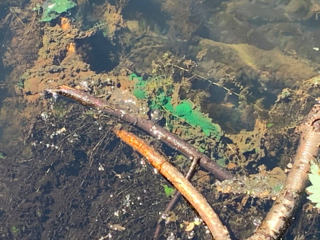 South Portland Officials Issue Warning About Toxic Algae In Ponds At Hinckley Park