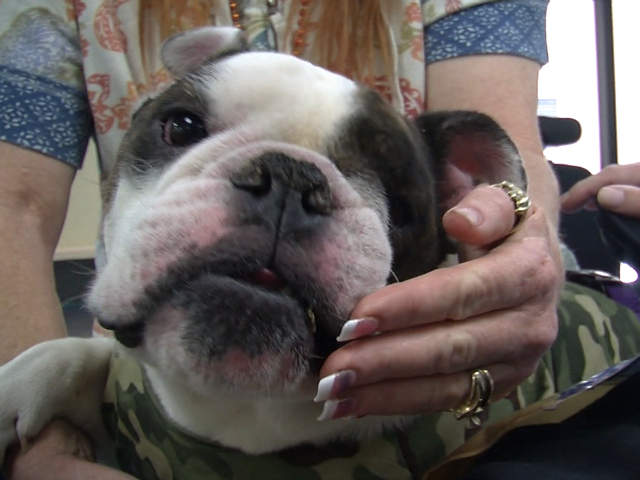 Stop Everything And Watch This Bulldog Take His First Real Step After Being Paralyzed Most Of His Life!