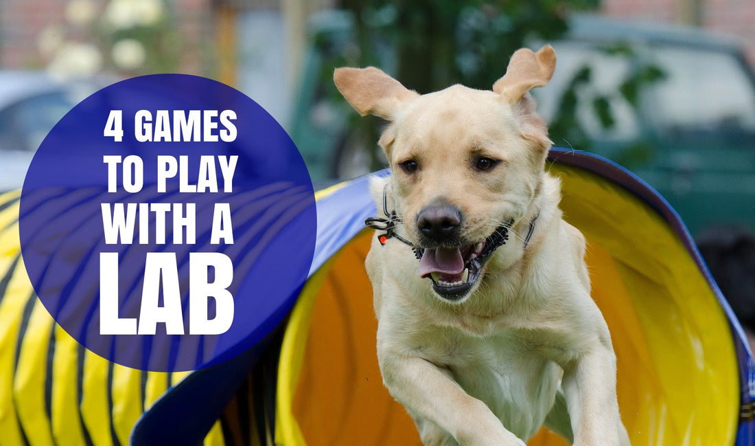 4 Great Games To Play With A Lab
