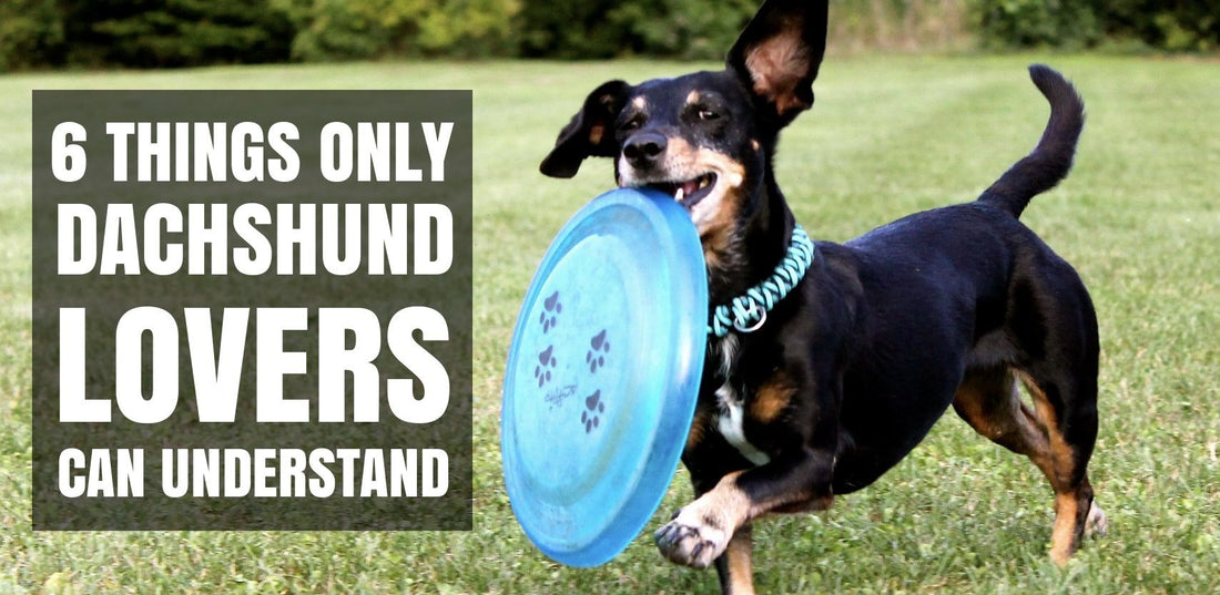 6 Things Only Dachshund Lovers Understand