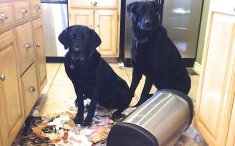 Do You Know Why Your Pups Dig Through The Trash When You Leave The House?