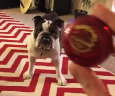 Adorable Pup Doesn't Know How To React With The Strange Yo-yo!