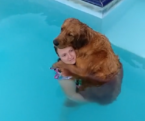 When This Pup Gets tired In The Pool, This Is Exactly What You'll Find Him Doing!