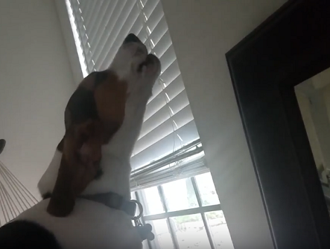 This Is Exactly What Happens When You Start Having A Conversation With Your Pup!