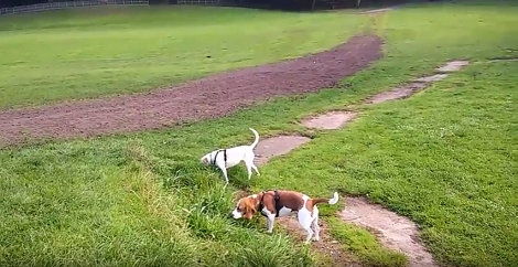 These Pups Like To Appreciate Mother Nature - What Better Way To Exercise?!