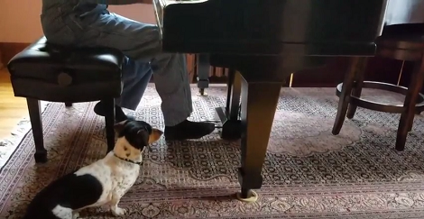 This Pup Is About To Sing Bach In Utter Perfection - You'll Be Surprised!